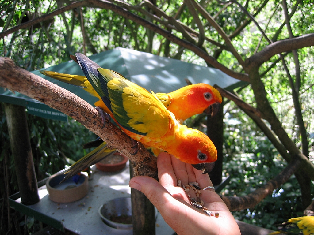 047 Birdworld Kuranda.jpg
